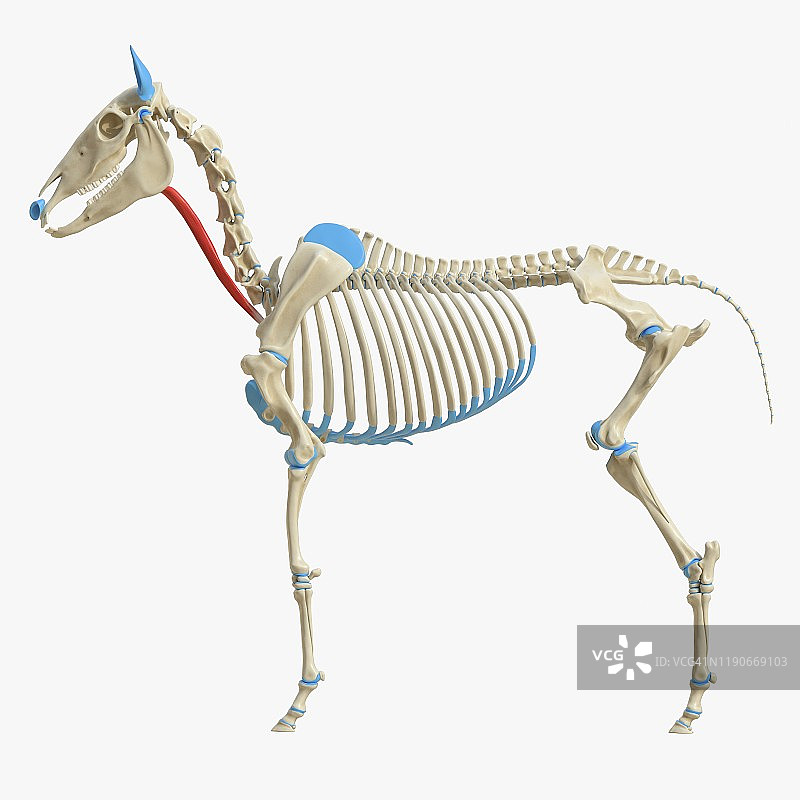 马肩胛舌骨肌插画图片素材