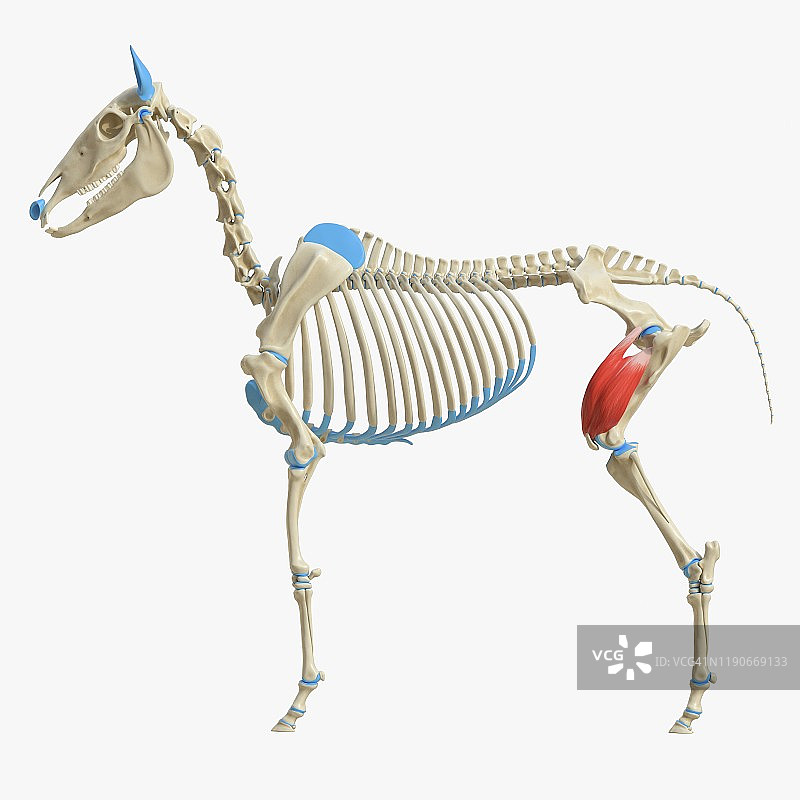 马股四头肌解剖结构图图片素材