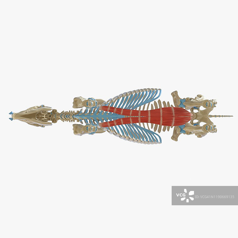 马腹直肌肌肉图图片素材