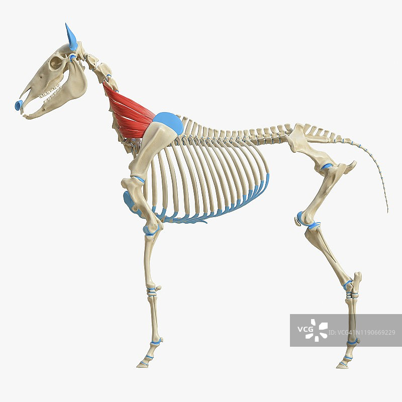 马腹锯肌插画图片素材