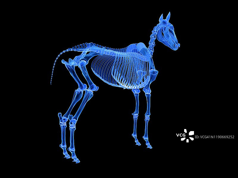 马骨架,插图图片素材