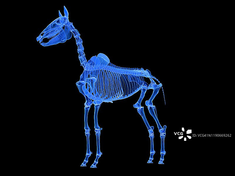马骨架,插图图片素材