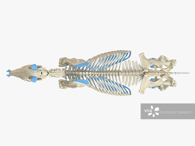 马骨架,插图图片素材