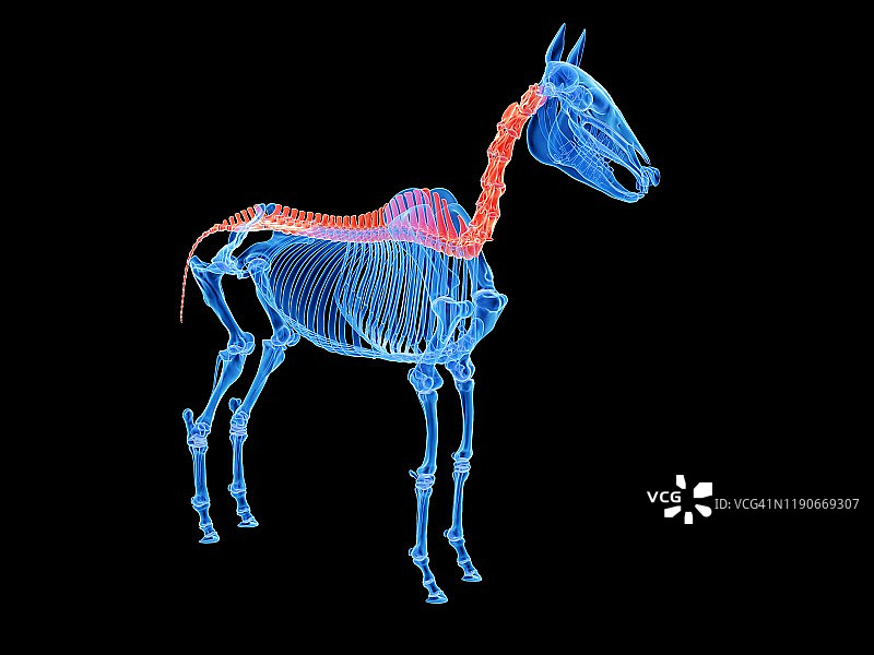 马脊柱插图图片素材