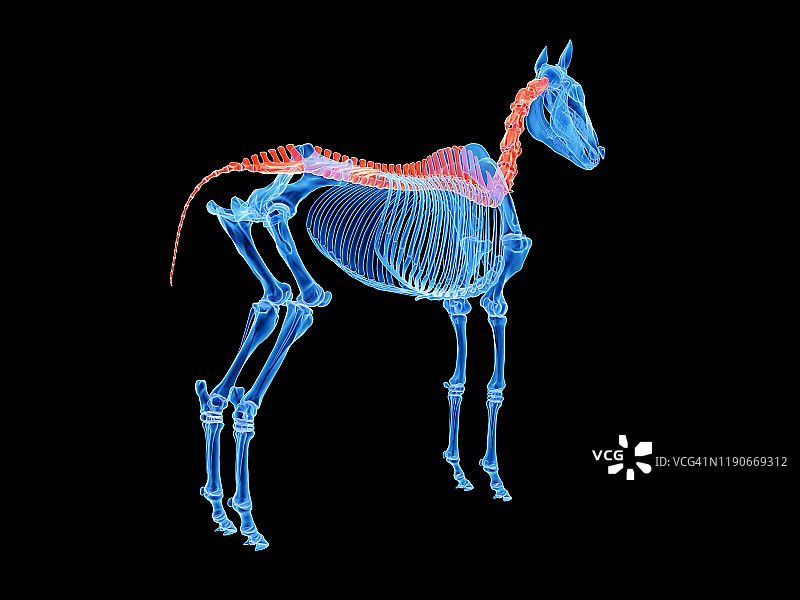 马脊柱插图图片素材