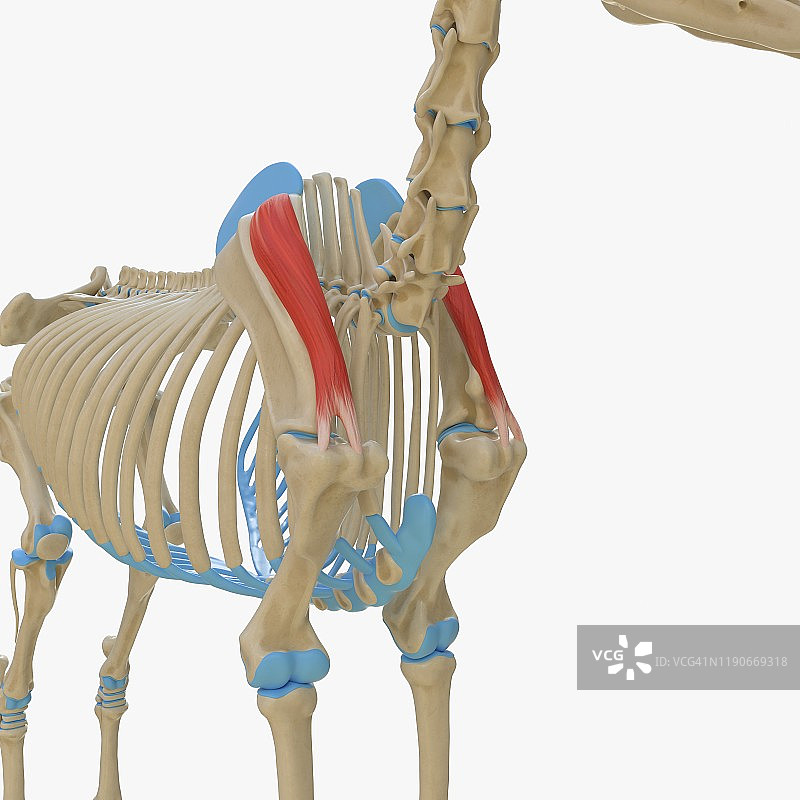 马冈上肌解剖结构图图片素材