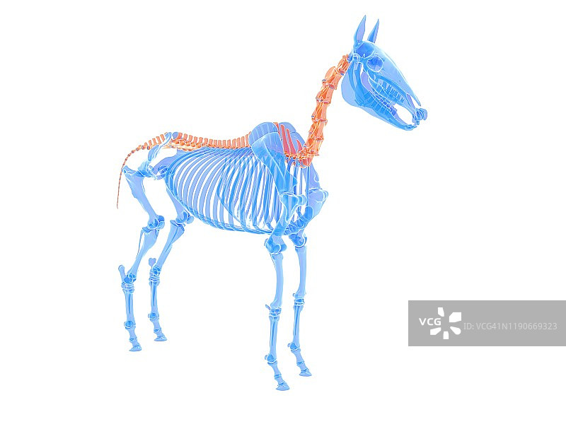马脊柱插图图片素材