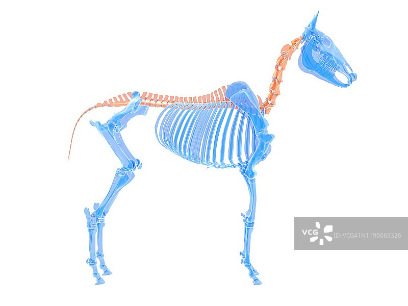 马脊柱插图图片素材