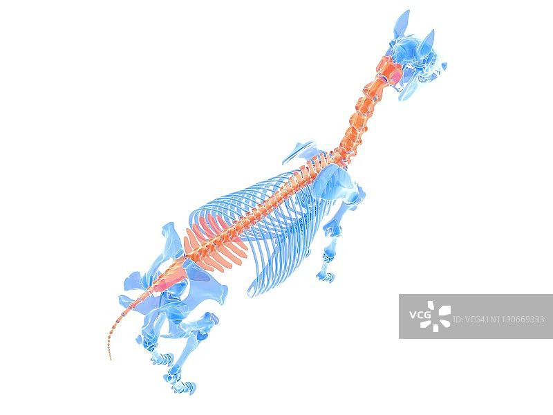 马脊柱插图图片素材