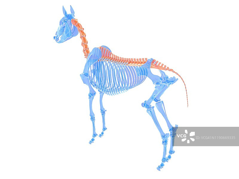 马脊柱插图图片素材