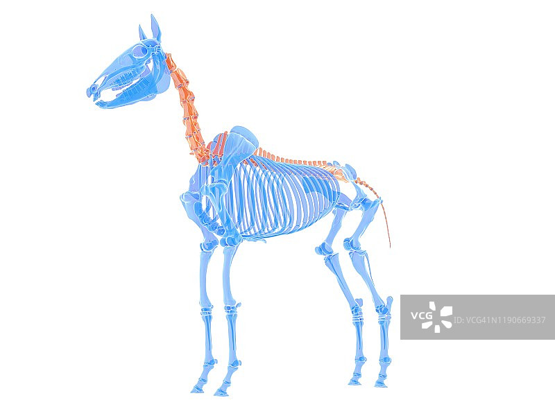 马脊柱插图图片素材