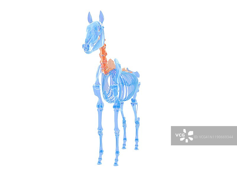 马脊柱插图图片素材