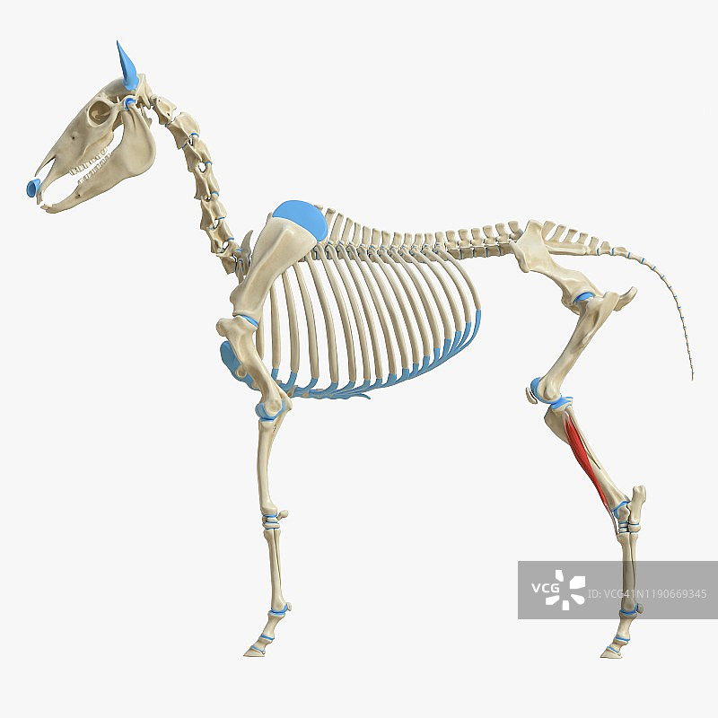 马胫前肌肌肉结构图图片素材