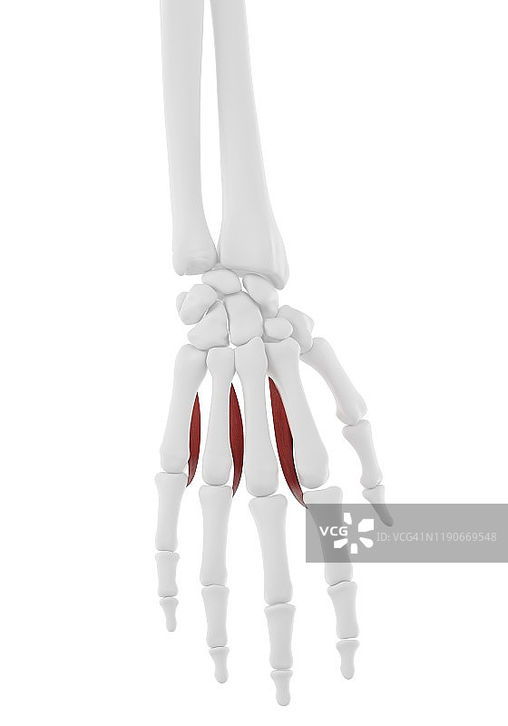 掌侧骨间肌插图图片素材