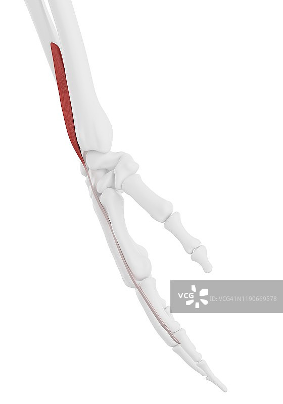 旋前圆肌示图图片素材