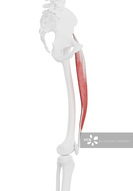 股直肌肌肉图图片素材