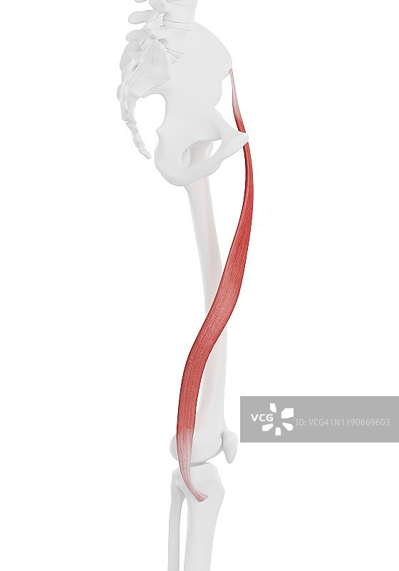 缝匠肌插图图片素材