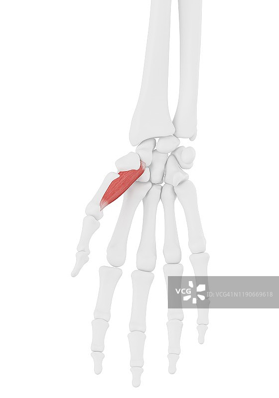 拇指对掌肌插图图片素材