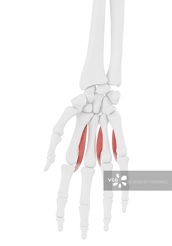 掌侧骨间肌插图图片素材
