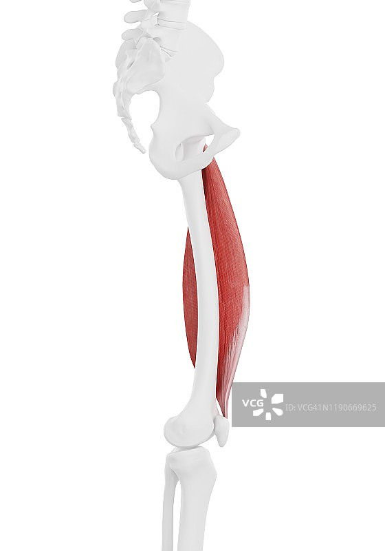 股外侧肌插画图片素材