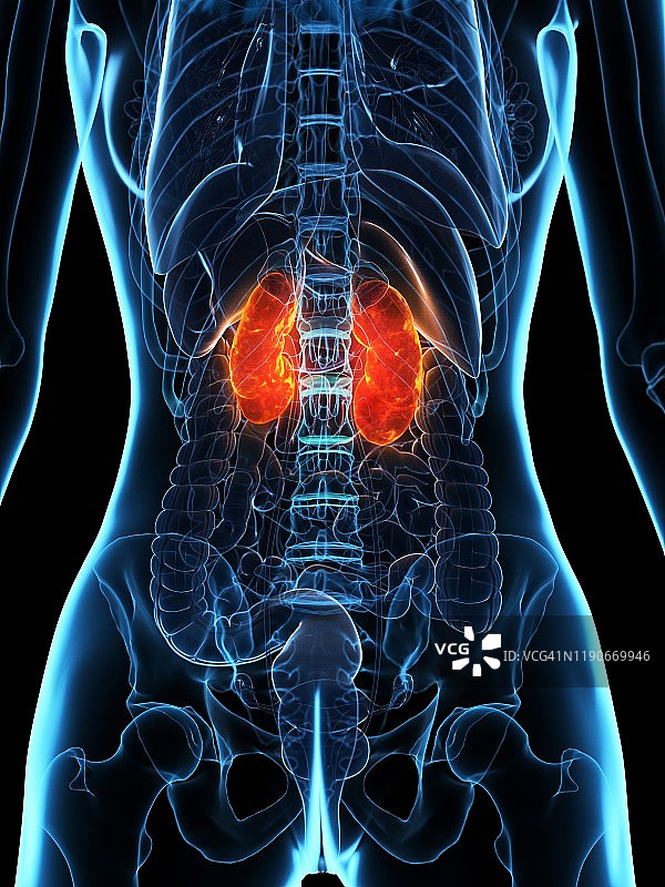 患病的肾脏概念图图片素材