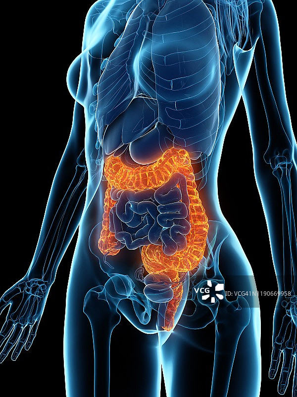 患病结肠插图图片素材