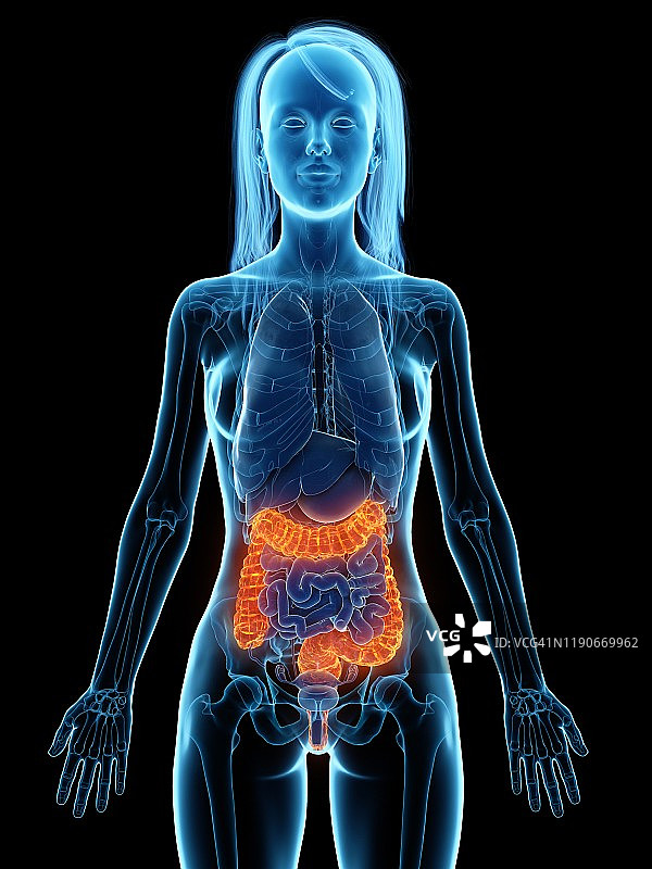 患病结肠插图图片素材