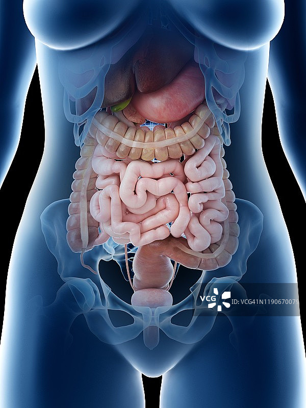 女性腹部器官插图图片素材