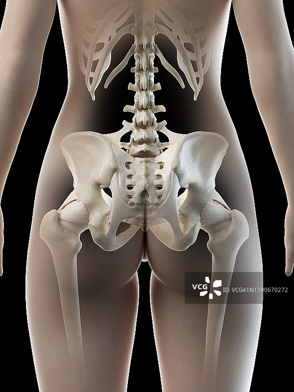 女性髋骨插图图片素材