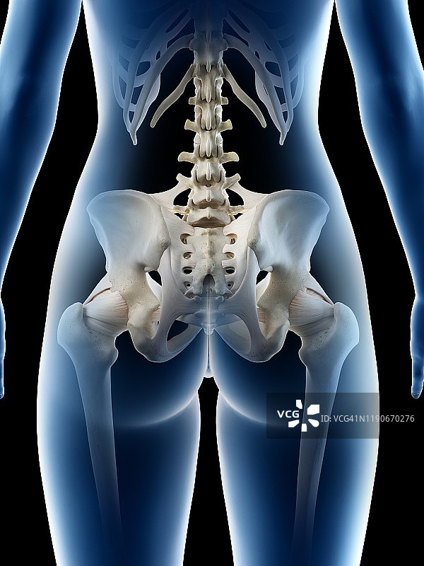 女性髋骨插图图片素材