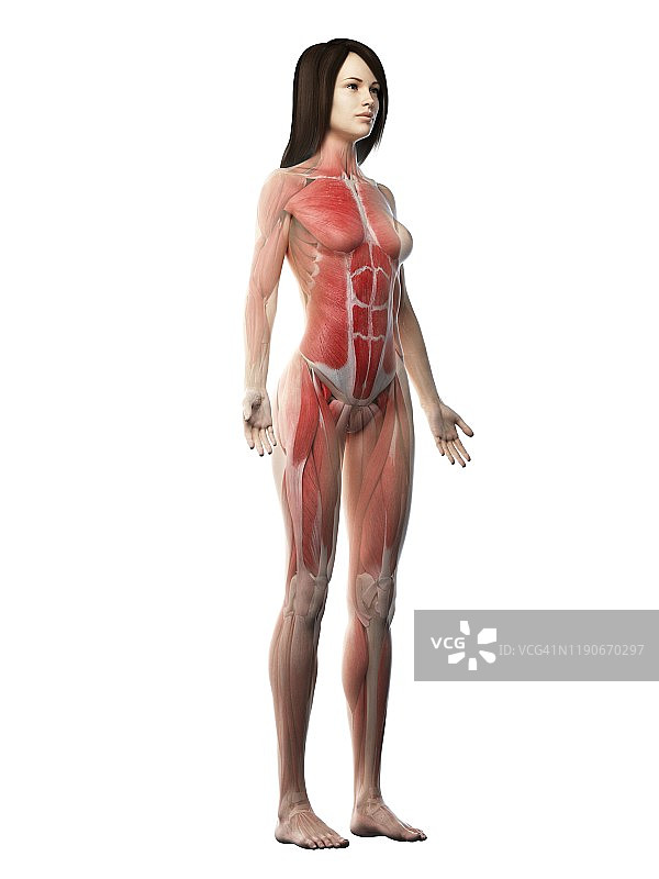 女性肌肉组织结构图图片素材