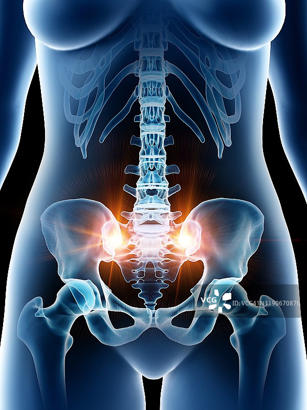 女性盆骨插图图片素材