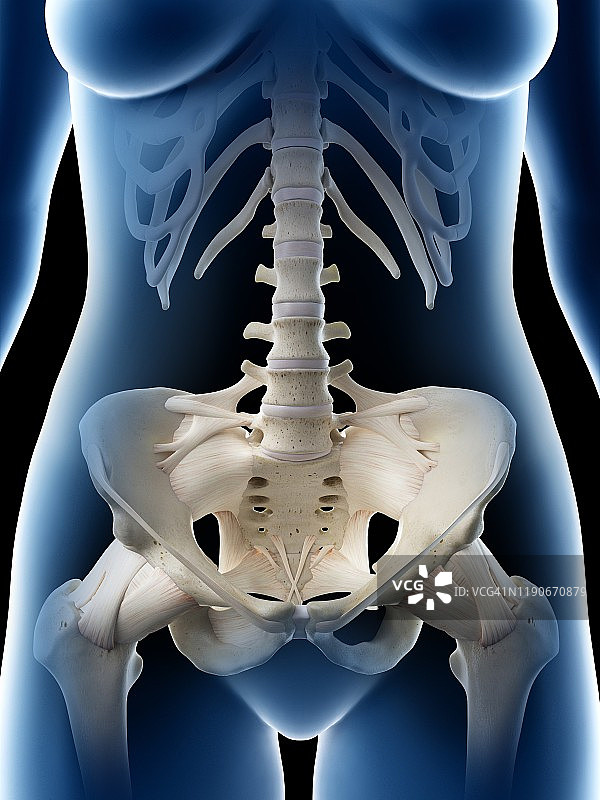 女性盆骨插图图片素材
