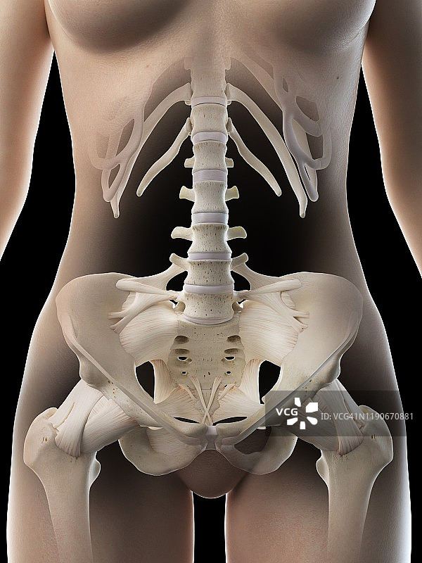 女性盆骨插图图片素材