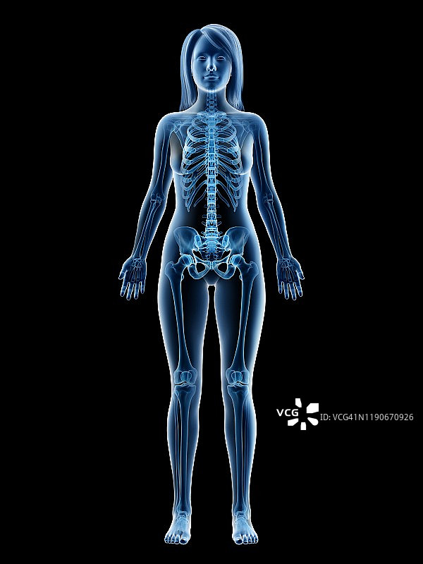 女性骨骼插画图片素材