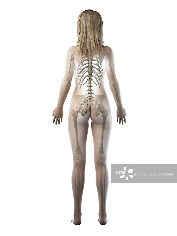 女性骨骼插画图片素材