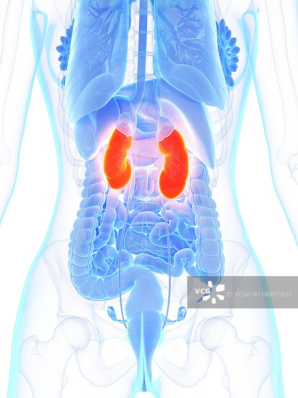 肾脏，图示图片素材