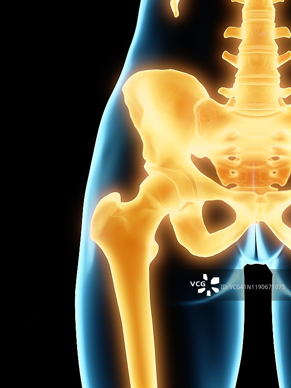 髋关节插图图片素材