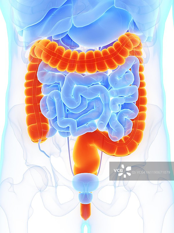 大肠、插图图片素材