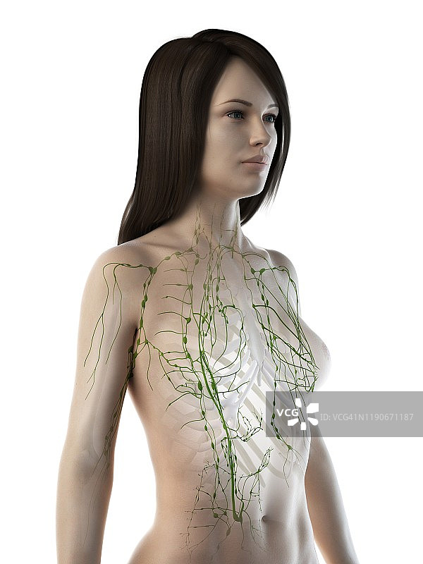 淋巴系统、插图图片素材