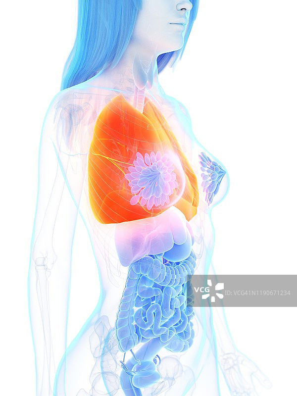 肺、插图图片素材
