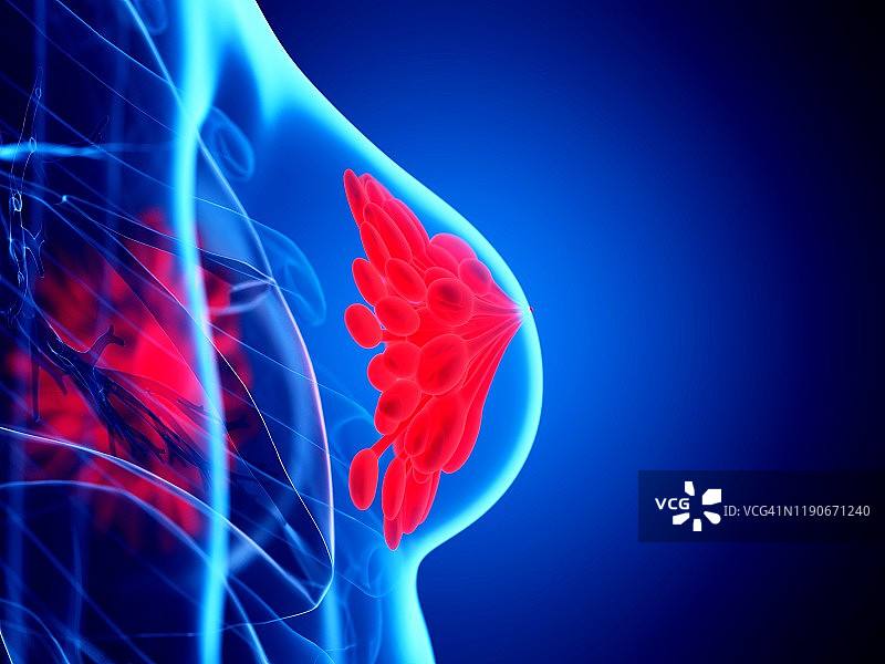 乳腺图示图片素材
