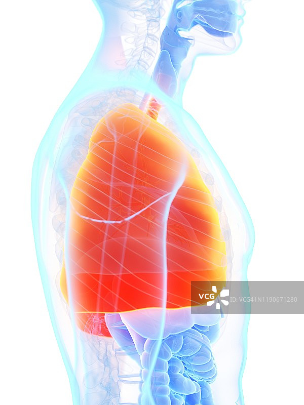 肺、插图图片素材