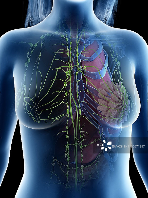 淋巴结图示图片素材