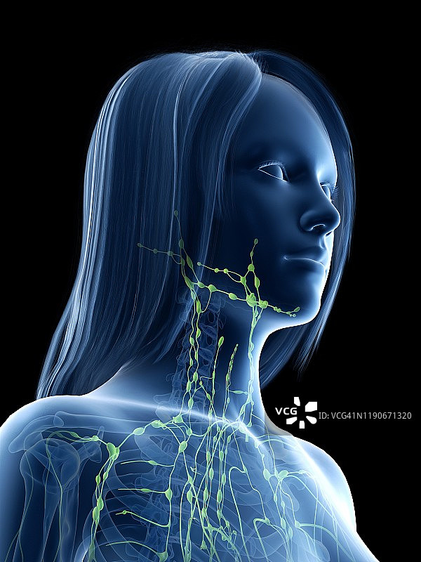 颈部淋巴结插图图片素材