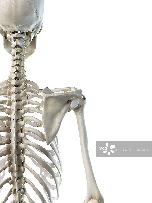 肩胛骨插图图片素材