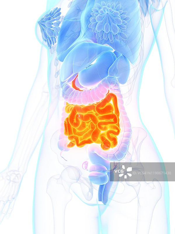 小肠、插图图片素材
