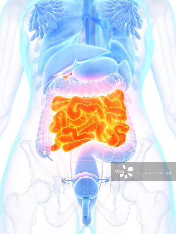 小肠、插图图片素材