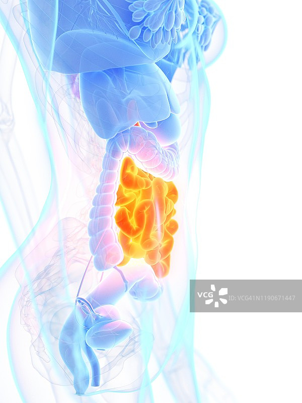 小肠、插图图片素材