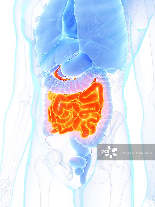 小肠、插图图片素材